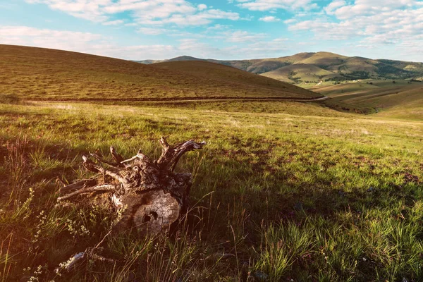 Viejo Tocón Árbol Zlatibor Hermoso Paisaje Paisaje Colinas Pastos Enfoque —  Fotos de Stock