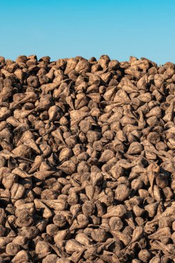 Tarlada toplanan şeker pancarı kökü yığınları, Beta vulgaris yaygın pancar olarak da bilinir.