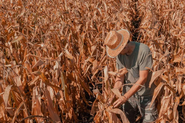 Vzdušný Záběr Agronoma Farmáře Stojícího Zralé Sklizni Připraveného Promáčklého Kukuřičného — Stock fotografie