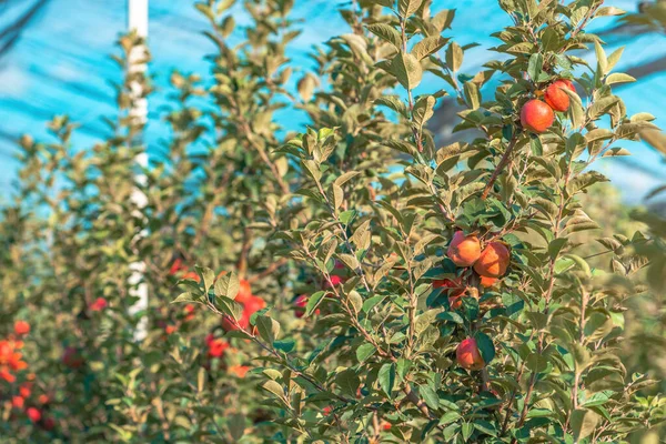 Yaz Mevsimi Meyve Bahçesinde Kırmızı Elma Seçici Odak — Stok fotoğraf