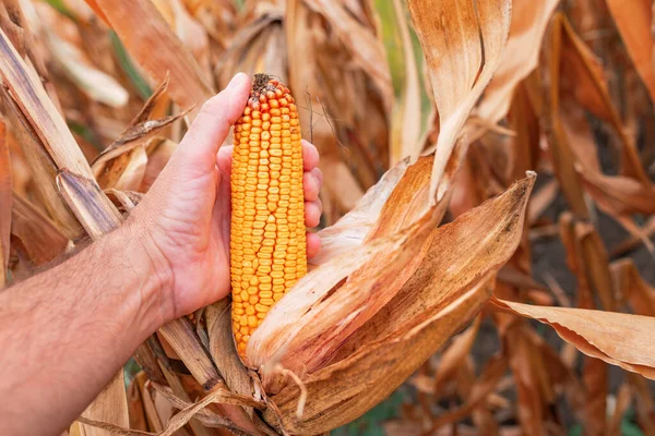 Фермер Собирает Спелую Кукурузу Поле Закрывает Руку Ухо Кукурузы Избирательным — стоковое фото