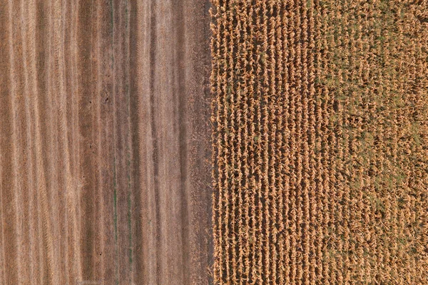Пшеничне Стержне Поле Після Збору Врожаю Безпілотник Pov Зверху Вниз — стокове фото