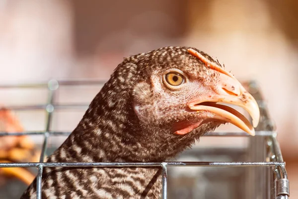 Primer Plano Gallina Pollo Jaula Enfoque Selectivo — Foto de Stock