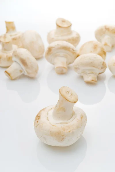 Fresh edible Portabello Mushroom Champignon over white backgroun — Stock Photo, Image