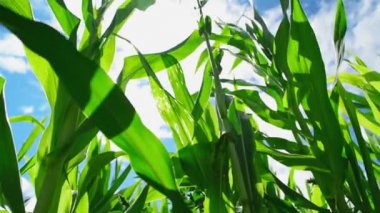Yeşil mısır mısır bitkileri ekili tarım alanında güneş ışınları ve hazır silaging için fişeği