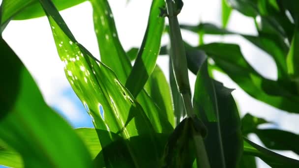 Zöld kukorica kukorica növények, termesztett mezőgazdasági területen a nap sugarai, és készen áll a silózott fáklyát — Stock videók