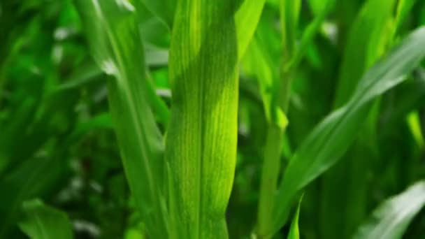 Maíz verde Plantas de maíz en campo agrícola cultivado con rayos solares y bengalas listas para ensilar — Vídeo de stock