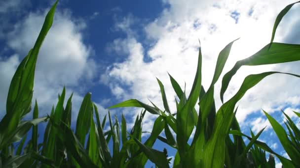 Maíz verde Plantas de maíz en campo agrícola cultivado con rayos solares y bengalas listas para ensilar — Vídeos de Stock