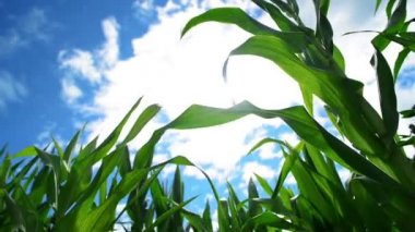 Yeşil mısır mısır bitkileri ekili tarım alanı ensilage için hazır