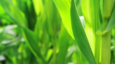 Yeşil mısır mısır bitkileri ekili tarım alanı ensilage için hazır