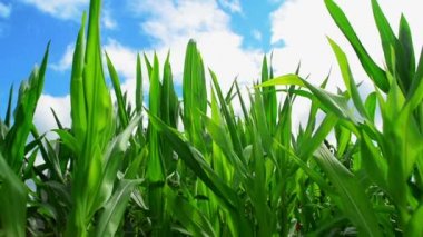 Yeşil mısır mısır bitkileri ekili tarım alanı ensilage için hazır