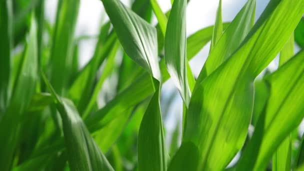 Maíz verde Plantas de maíz en campo agrícola cultivado listas para ensilaje — Vídeos de Stock