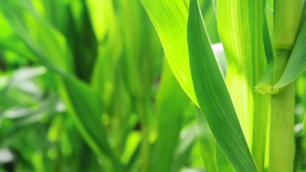 Зелена кукурудза Кукурудза Рослини в сільськогосподарському полі готові до закріплення — стокове відео