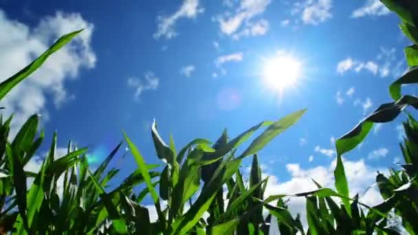 Groene maïs maïs planten in gecultiveerde landbouwgebied klaar voor ensilage — Stockvideo