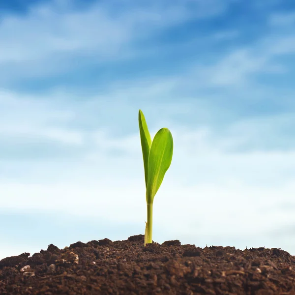 Broto de planta de milho jovem — Fotografia de Stock