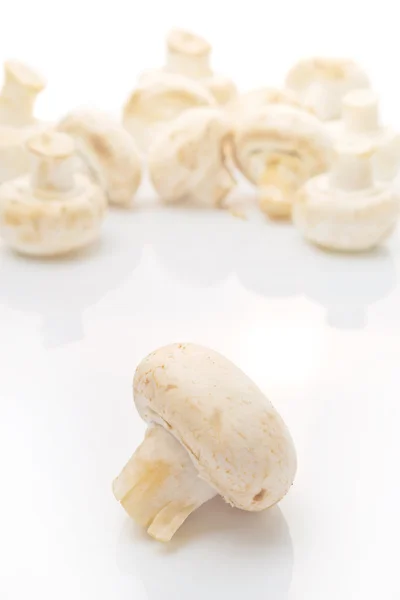 Champignon Portabello frais comestible sur fond blanc — Photo