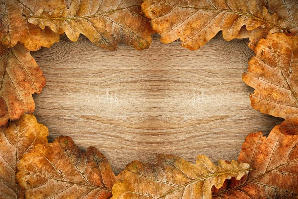 Dry oak leaves as frame — Stock Photo, Image