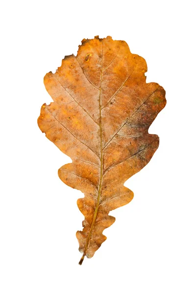 Suchy Dąb liść na białym tle — Zdjęcie stockowe
