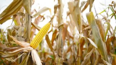 Olgun Mısır ekili tarım Mısır alanında hasat çekilmeye hazır Cob üzerinde