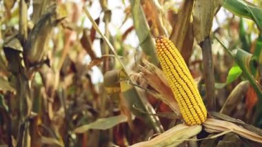 Olgun Mısır ekili tarım Mısır alanında hasat çekilmeye hazır Cob üzerinde