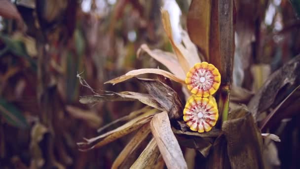 Rijp maïs op de kolf in gecultiveerde landbouw maïsveld klaar voor oogst picken — Stockvideo