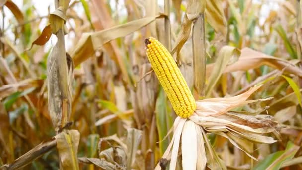 Ripe maize on the cob in cultivated agricultural corn field ready for harvest picking — Stock Video