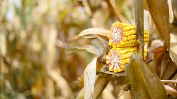 Érett kukorica a cob a megművelt mezőgazdasági kukorica a területen készen álljon a kivételezésre betakarítás — Stock videók