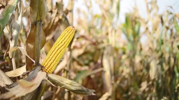 Rijp maïs op de kolf in gecultiveerde landbouw maïsveld klaar voor oogst picken — Stockvideo