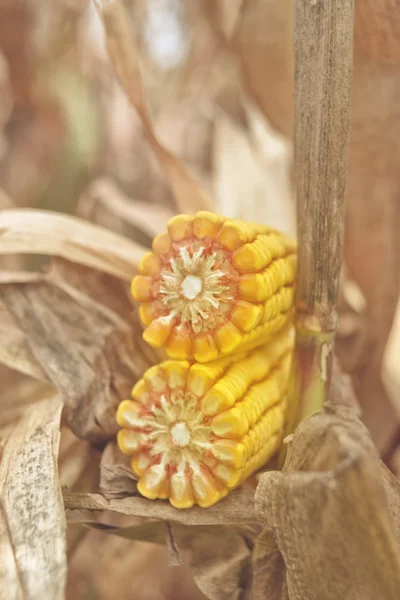 Ripe maize corn on the cob — Stock Photo, Image