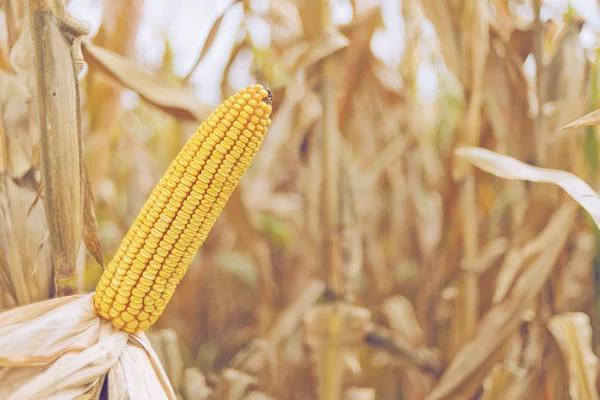 Rijp maïs maïs op de kolf — Stockfoto