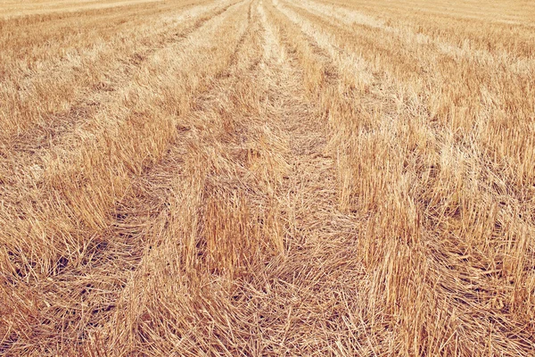 Wheat Stubble Field — Stock Photo, Image