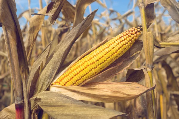 Rijp maïs maïs op de kolf — Stockfoto