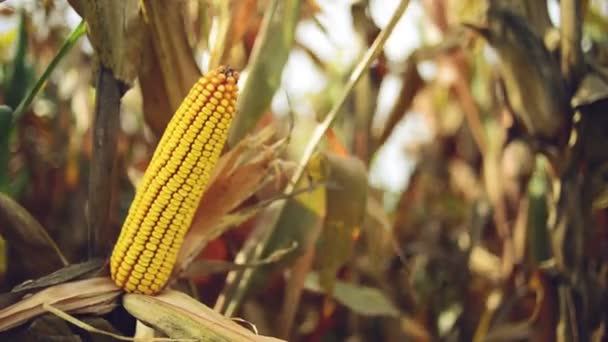 Ripe maize on the cob in cultivated agricultural corn field ready for harvest picking — Stock Video