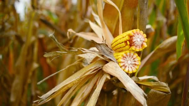 Dojrzałe kukurydzy Cob w pola uprawne kukurydzy rolnicze gotowe do zbioru plonów — Wideo stockowe