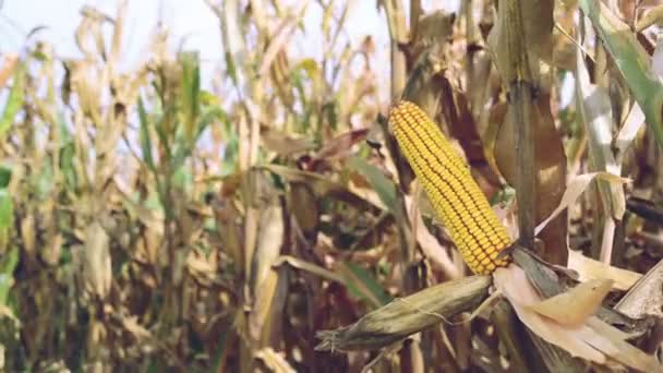 Reifer Mais auf dem Maiskolben in kultiviertem Maisfeld bereit für die Ernte — Stockvideo