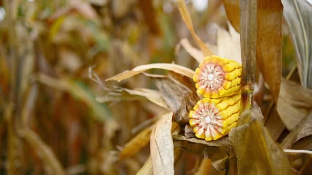 Maíz maduro en la mazorca en el campo de maíz agrícola cultivado listo para cosechar — Vídeo de stock