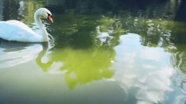 Gölde yüzen kuğu.