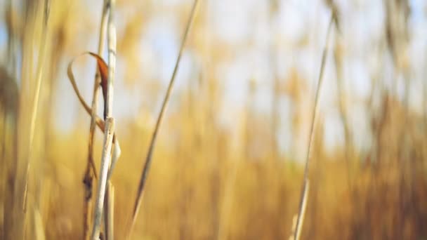 Droge reed gras op een zonnige herfstdag — Stockvideo