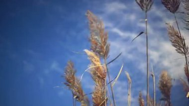 güneşli bir sonbahar kuru reed çimen