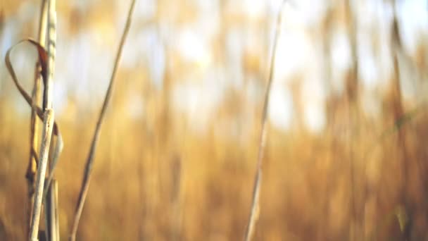 Суха очеретяна трава в сонячний осінній день — стокове відео