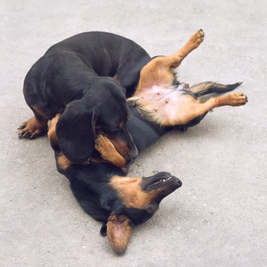 İki Dachshund Köpek oynama