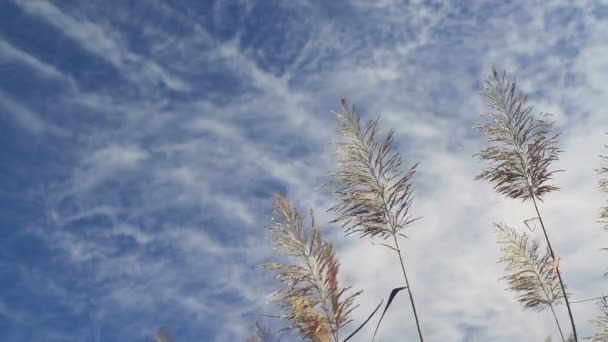 Trockene Schilfpflanzen an einem sonnigen Herbsttag. — Stockvideo