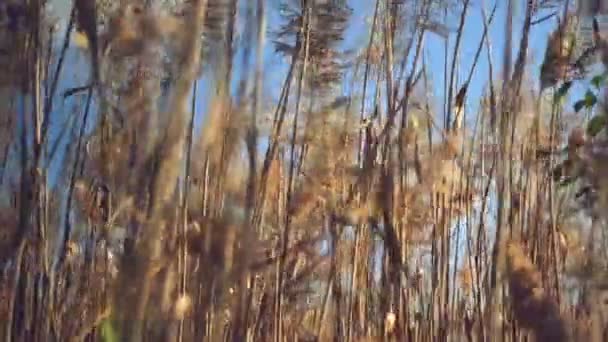 Güneşli bir sonbahar kuru reed bitkiler. — Stok video