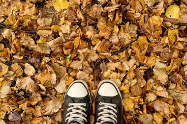 Ayakta kuru sonbahar yaprakları