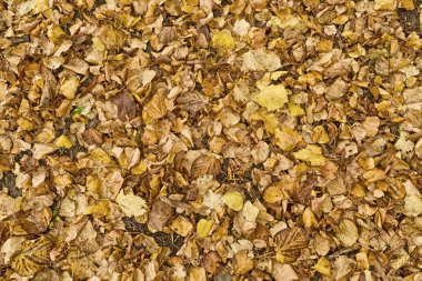 Arka plan olarak kuru sonbahar yaprakları
