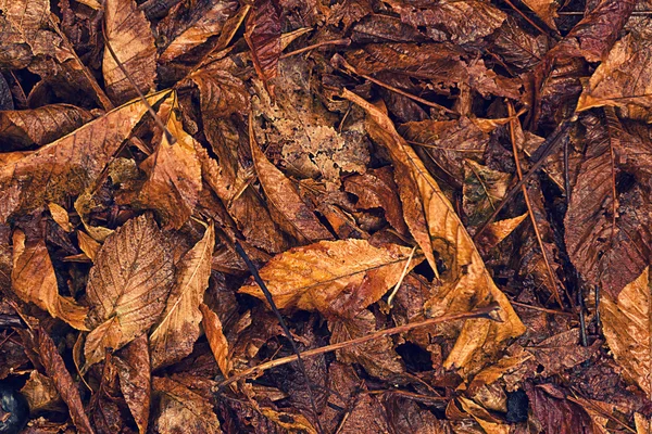 Droge herfstbladeren als achtergrond — Stockfoto