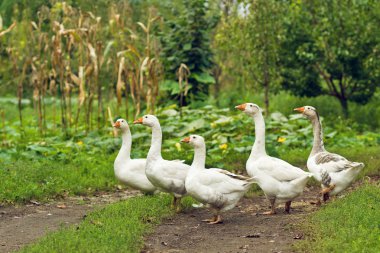 Flock of white domestic geese clipart
