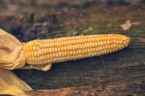 Dojrzałe kukurydziany kukurydzy Cob — Zdjęcie stockowe