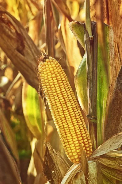 Reifer Mais auf dem Maiskolben — Stockfoto
