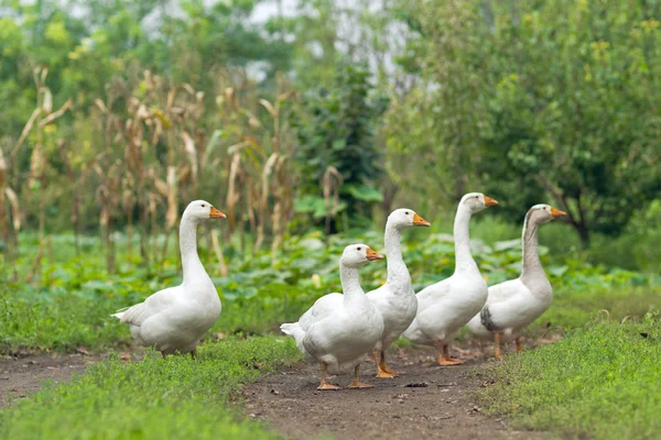 Flock of white domestic geese — Stock Photo, Image